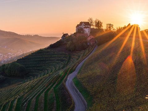 Sonne über Weinbergen