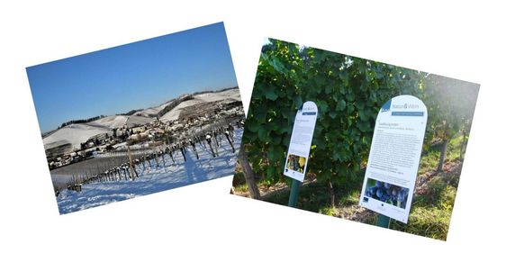 Weinlehrpfad Unterspring