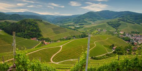 Weinberge bei Durbach