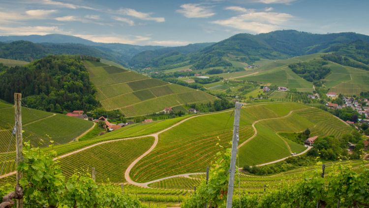 Weinberge bei Durbach