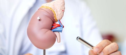 Erklärung Nephrologie: Definition, Aufgaben und Einsatzgebiete