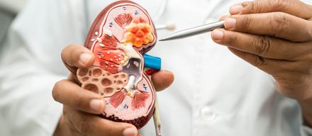 Häufige Fragen zur Nierentransplantation – Ein Ratgeber für Patienten